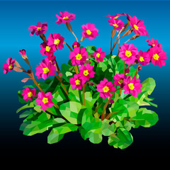 Vector bouquet with Primrose flower and green foliage. Primula flower in low-poly style vector illustration.