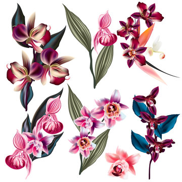 Big set of vector orchid flowers, tropical plants