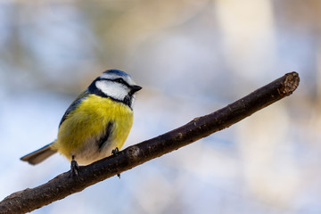 Fototapeta premium Blaumeise