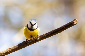 Blaumeise