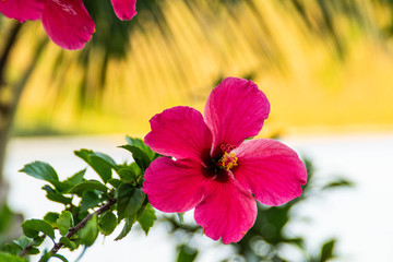 Beautiful close up (macro) view of pink Hibiscus blossom on the beach of Fiji Islands. Exotic/tropical flora or flower concept. Bright warm colours.