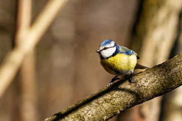 Blaumeise