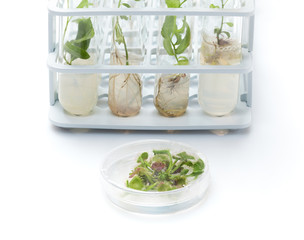 Petri dish with growing in vitro Sundew