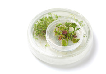 Sundew cultivated in vitro in petri dish