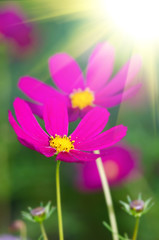 Obraz premium Beautiful flower background