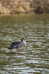 Wild grey goose standing in lake on one foot