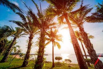 Beautiful tropical beach with palm trees.