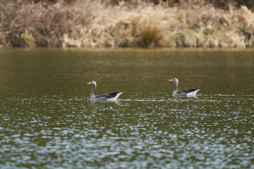 Naklejka na ściany i meble Two wild grey geese swimming in lake