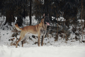 Portrait of a Belgian Shepherd Malinois