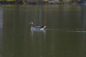 Wild grey goose swimming in lake
