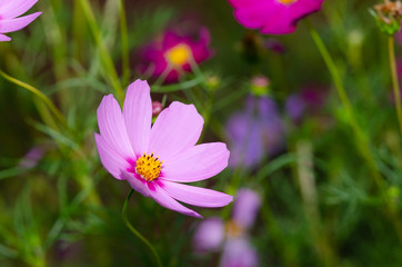 Beautiful flower background