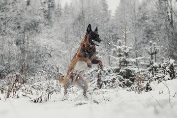 Portrait of a Belgian Shepherd Malinois