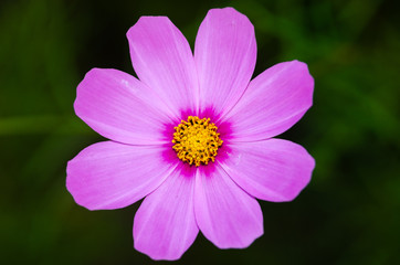 Obraz premium Beautiful flower background