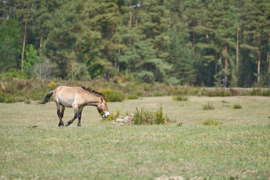 Przewalski's horse walks the field on a sunny day