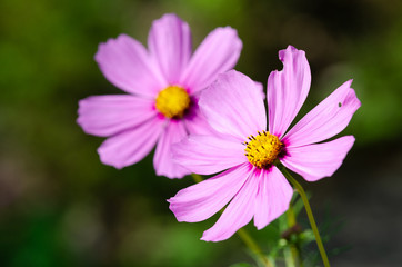 Obraz premium Beautiful flower background