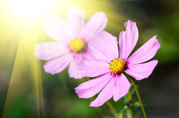 Obraz premium Beautiful flower background