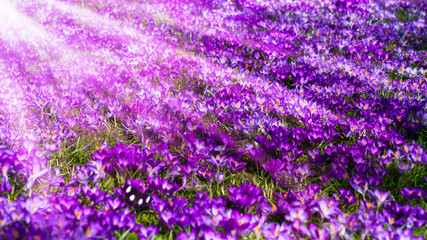Naklejka premium blütenteppich von lila krokussen
