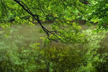 The tree branches above the water