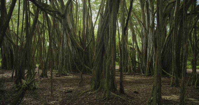 Tracking Left with Pan Banyan Tree Forest Trunks, 4K60p
