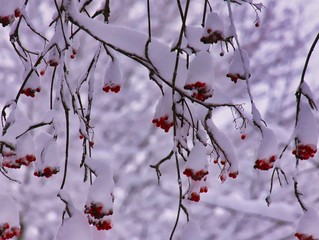 schneebedeckte pflanzen