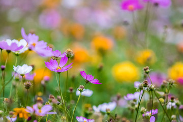 Zinnia，Youth-and-old-age