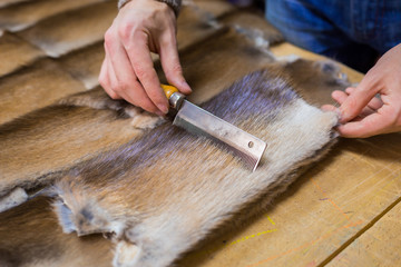 Professional male skinner, furrier working with mink fur skin at atelier, workshop. Fashion and leatherwork concept