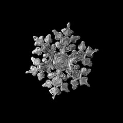 Snowflake isolated on black background. Macro photo of real snow crystal: complex star plate with...