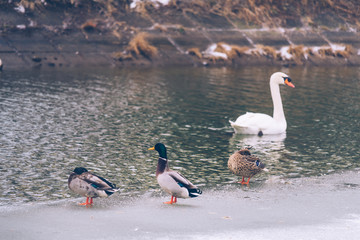 white swan on a frozen lake