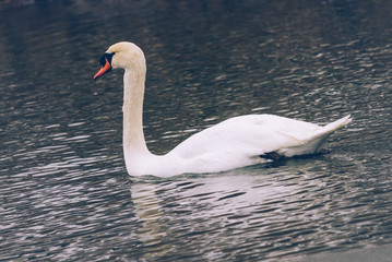 white swan on a frozen lake © blanke1973