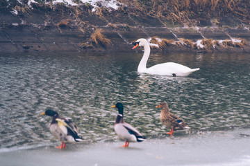 white swan on a frozen lake