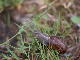 snail on the grass