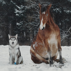 Winter portrait of red horse and dog