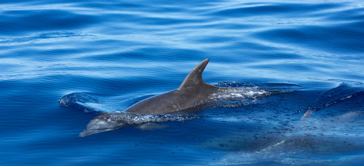 dolphins, reunion island, silboats trip