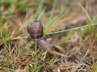 snail on glass