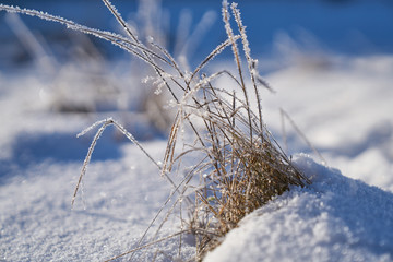 Frozen grass on snow with blue shadows