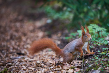eurasian red squirrel in natural habitat looking into camera, ground-level perspective, full body, germany