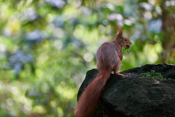 Eurasian red squirrel (Sciurus vulgaris) sitting on a stone in a forest and holding moss in mouth