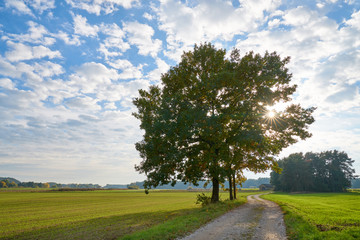 Fototapeta na wymiar Alone standing tree on field path on summer day in germany, bavaria