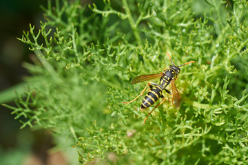 Yellow wasp crawling on green plant on sunny day