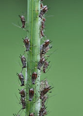 eine Kolonie brauner Blattläuse vor grünem Hintergrund
