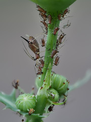 braune Blattläuse an einem Pflanzenstängel, Adulte und Larven