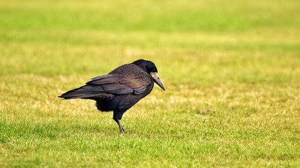 Crow