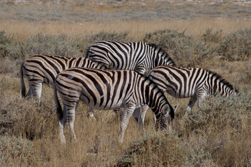 Fototapeta na wymiar シマウマ（ナミビア・エトーシャ国立公園）
