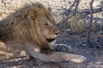 ライオン（ナミビア・エトーシャ国立公園）