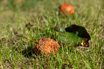 a rotten apple fallen from a tree on a meadow in the sunlight