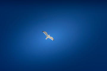 Frei wie ein Vogel: Möwe fliegt gegen blauen Himmel