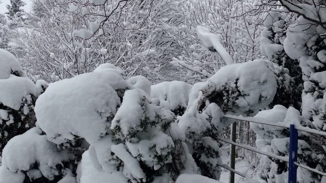 Thick snowfall