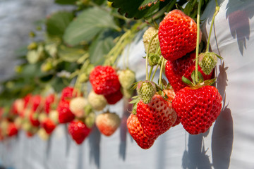 fresh red and green Strawberry fruits in a farm on sunshine day.