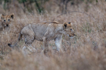 Lion cubs playing in the rain in Kruger National Park near Satara restcamp in South Africa