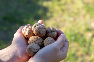 Children's hands hold many walnuts
